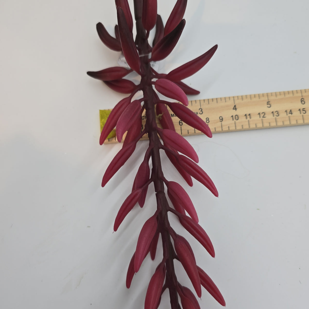 28&quot;AGAVE--fsa175