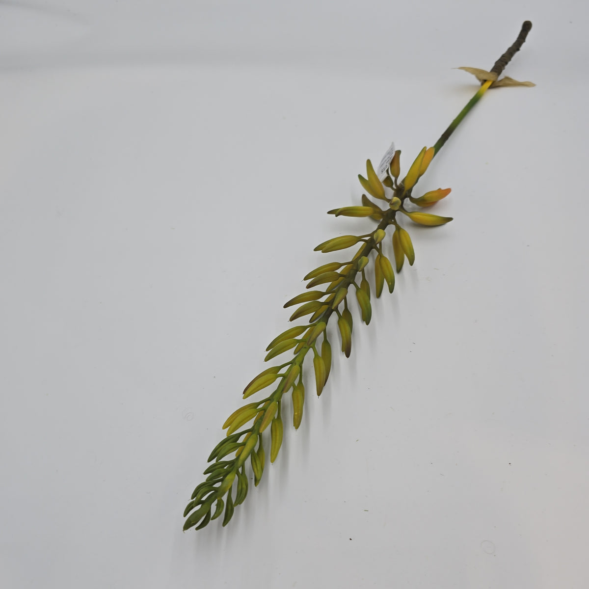 28&quot;AGAVE--fsa175