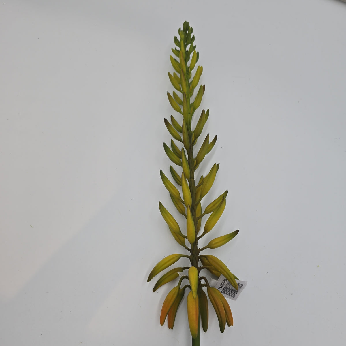 28&quot;AGAVE--fsa175