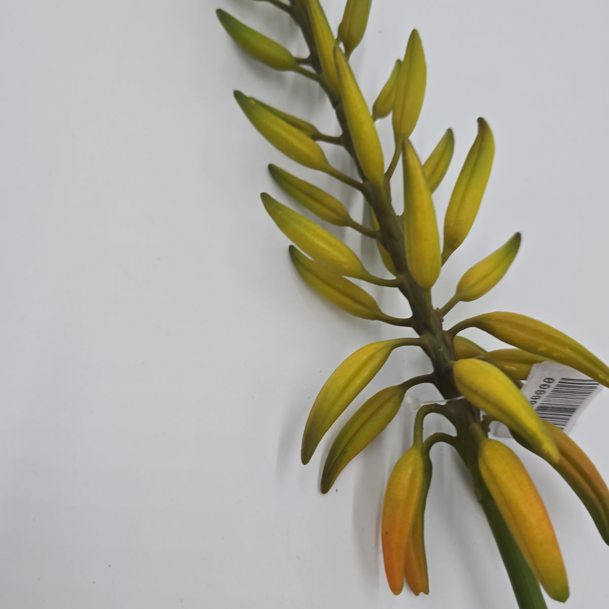 28&quot;AGAVE--fsa175