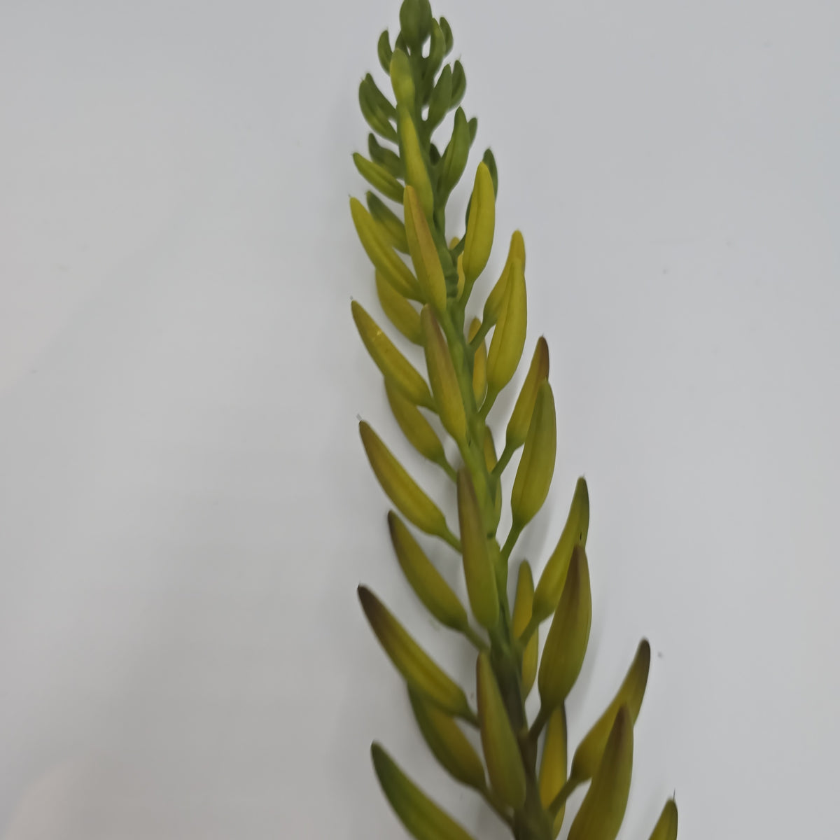 28&quot;AGAVE--fsa175