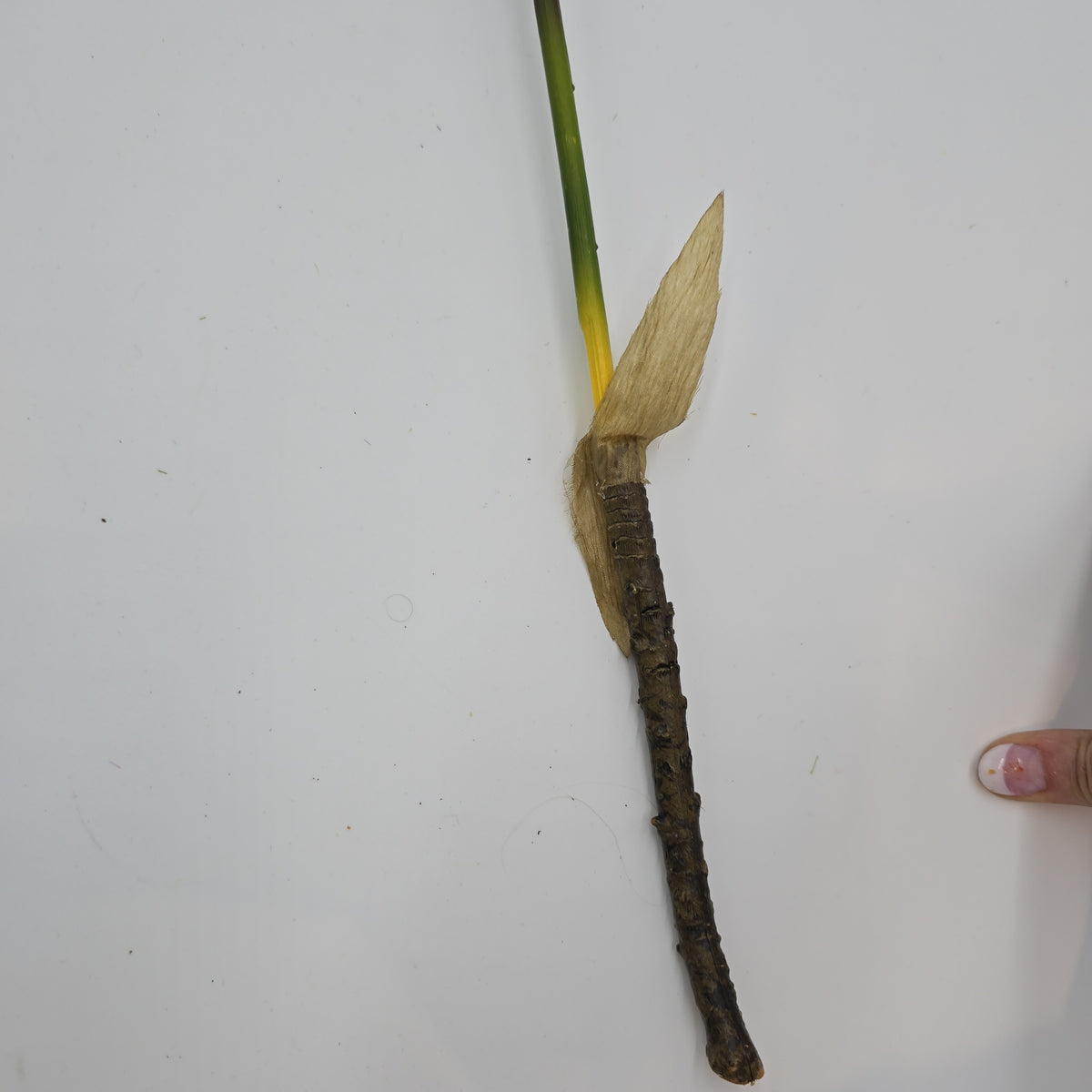 28&quot;AGAVE--fsa175