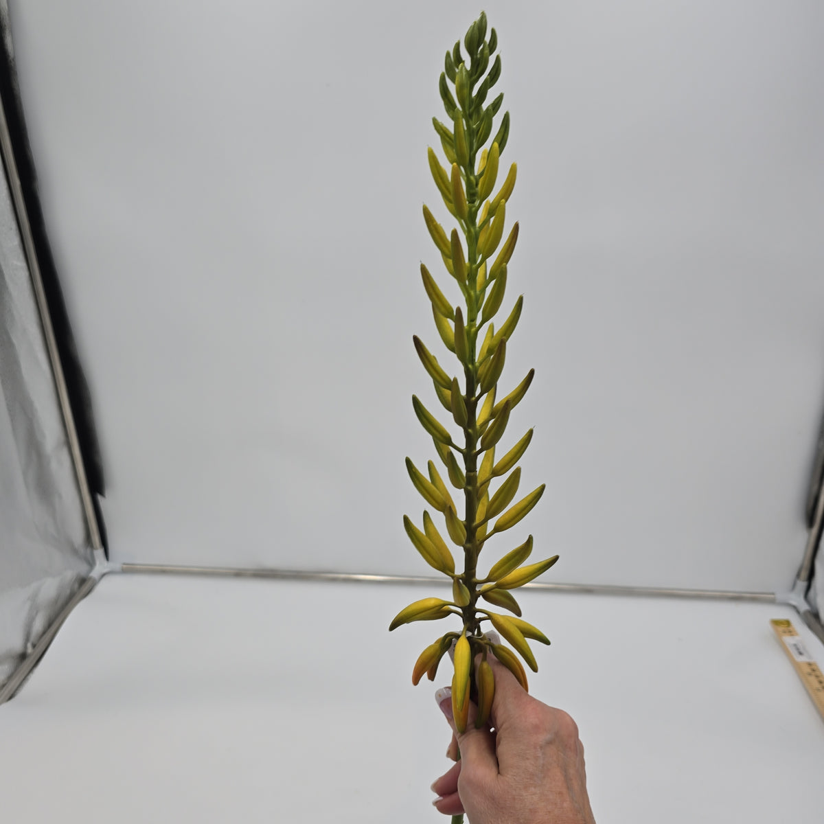 28&quot;AGAVE--fsa175