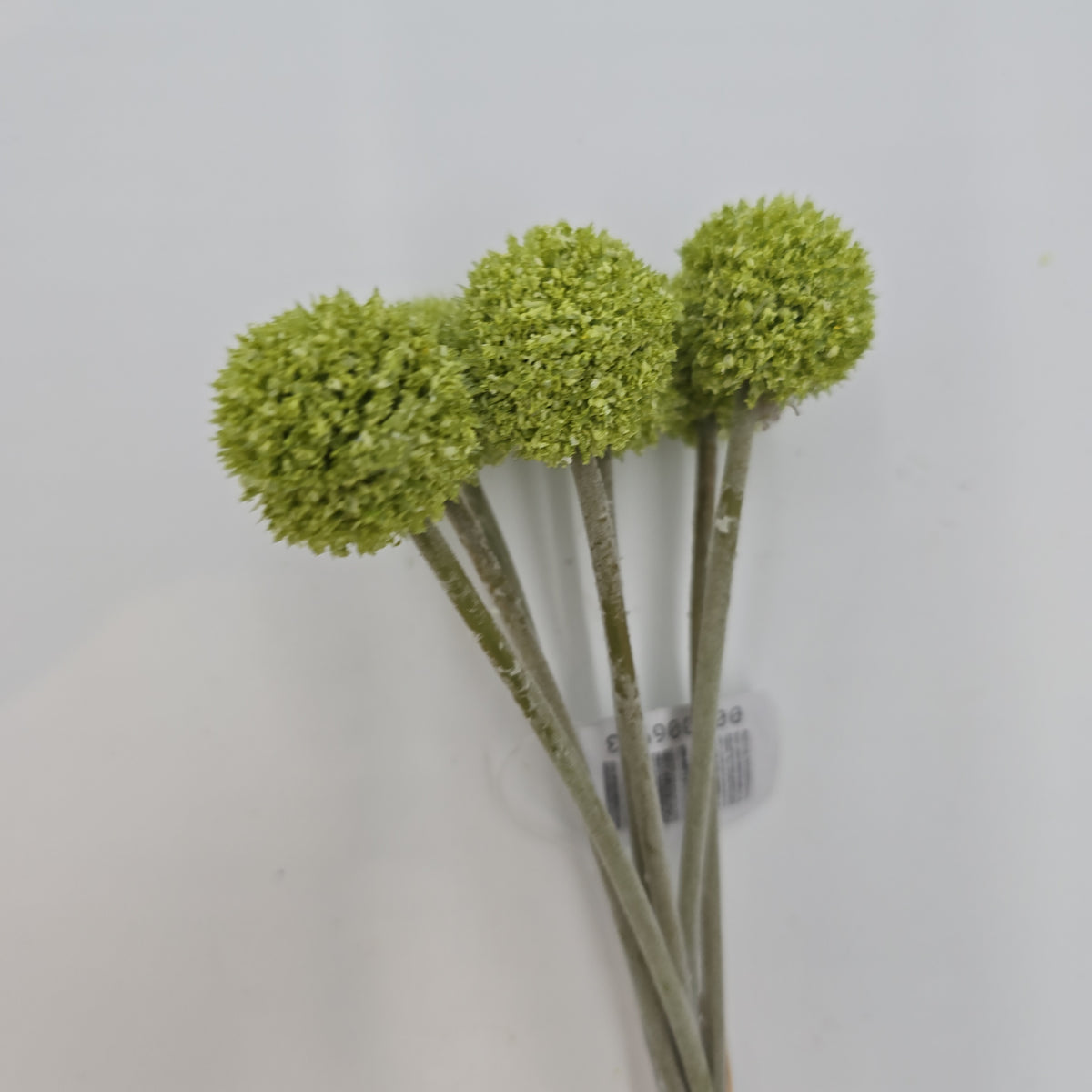 13&quot;BILLY BUTTON--FBL428