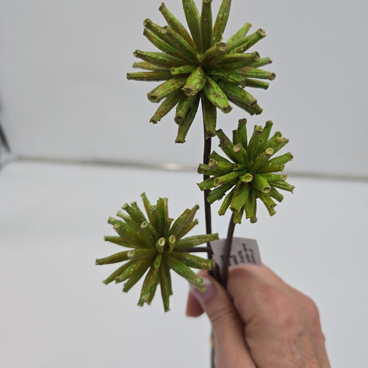 18&quot; Tree Pod Bundle-- #fbp180