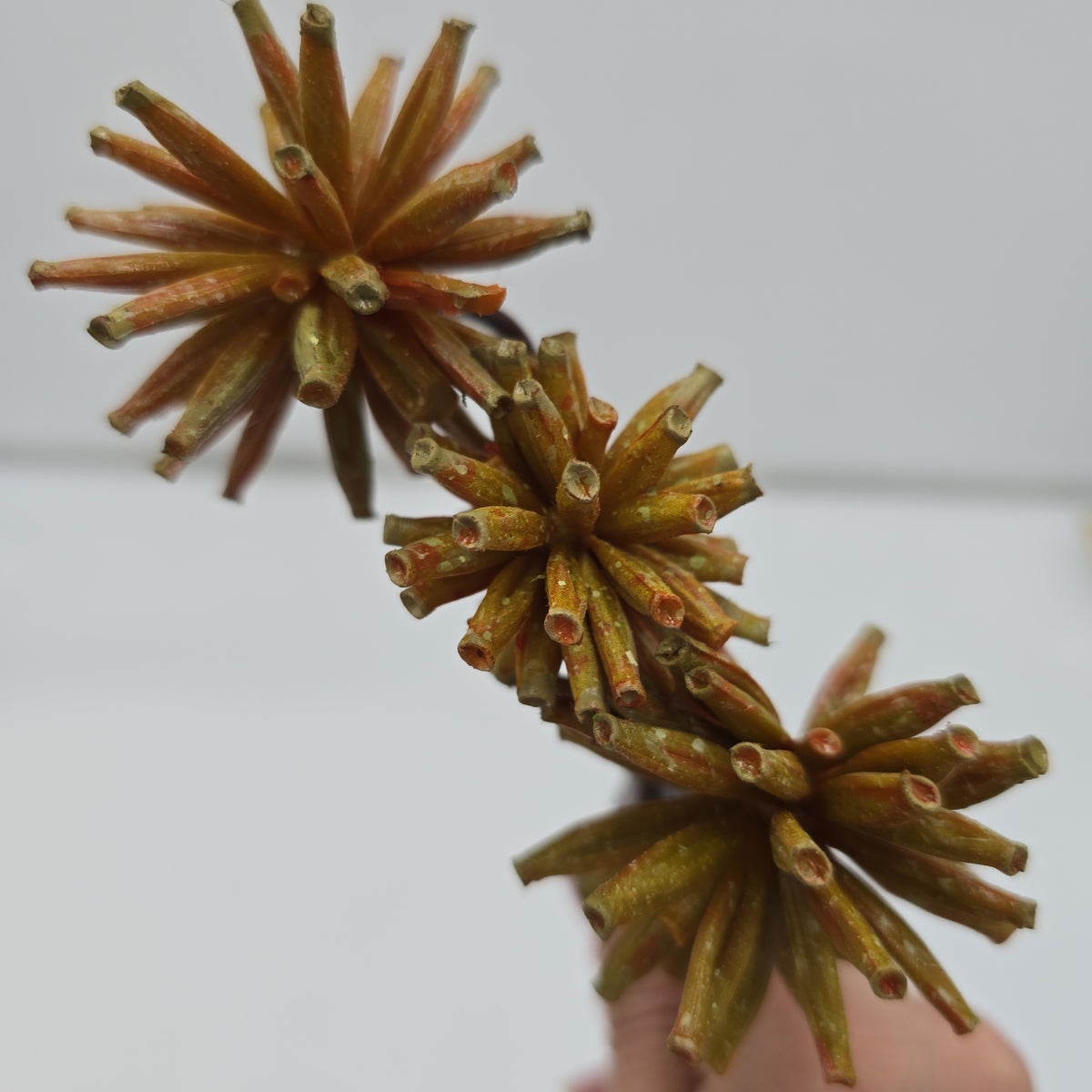 18&quot; Tree Pod Bundle-- #fbp180