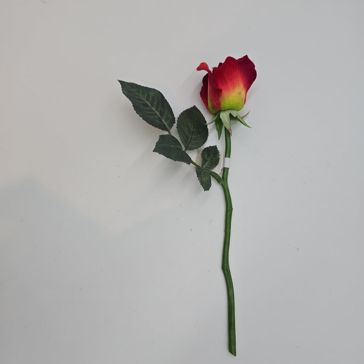 Rose Bud --#fsr011-to/re