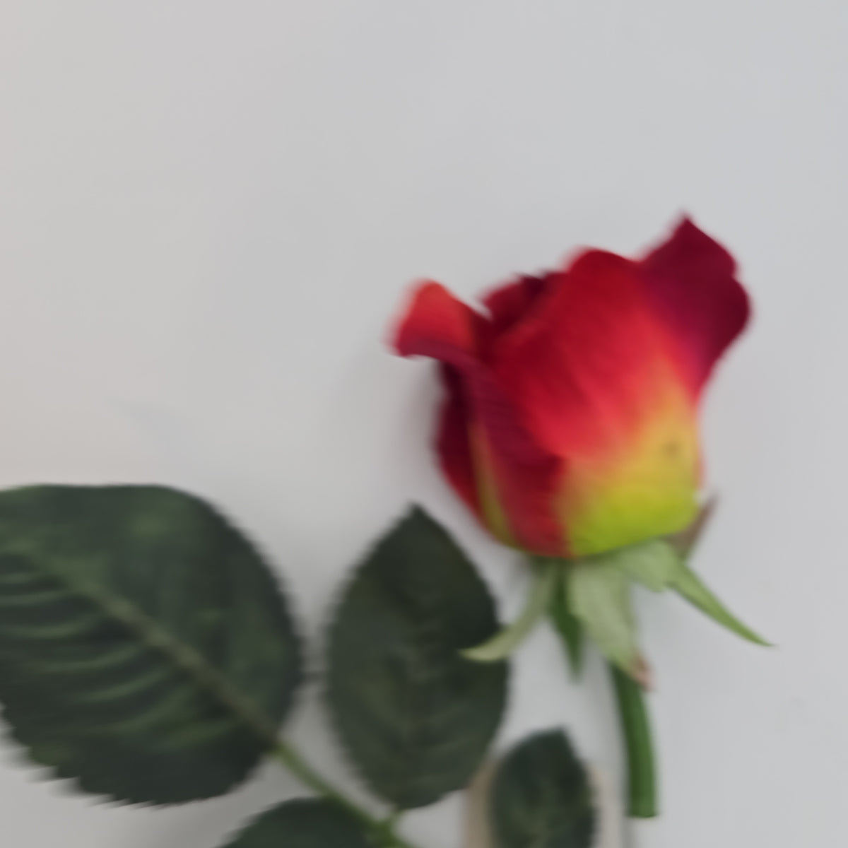 Rose Bud --#fsr011-to/re
