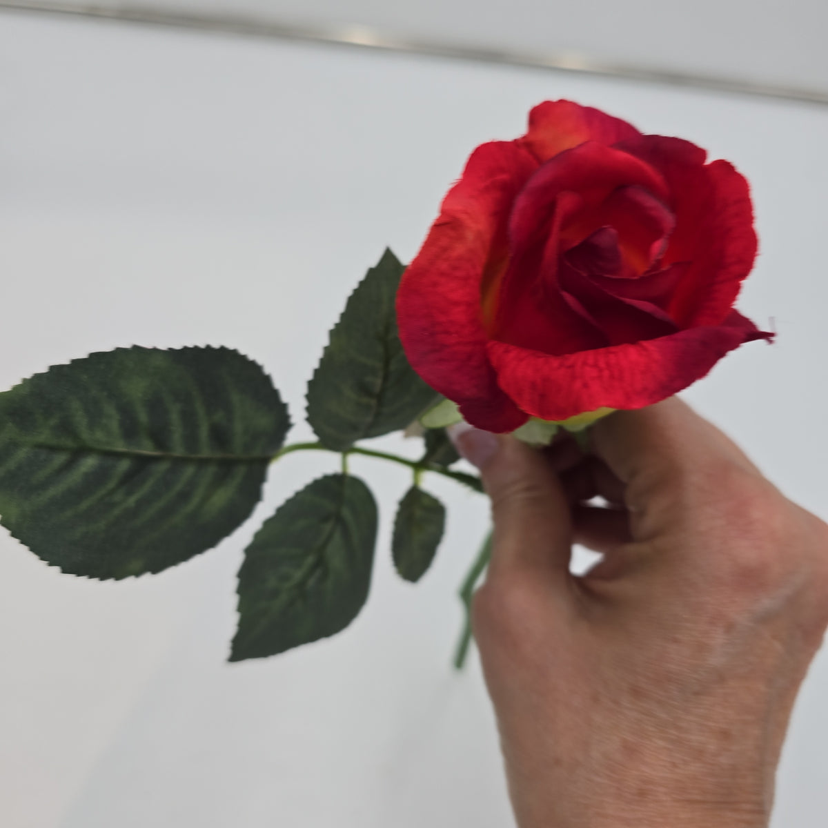 Rose Bud --#fsr011-to/re