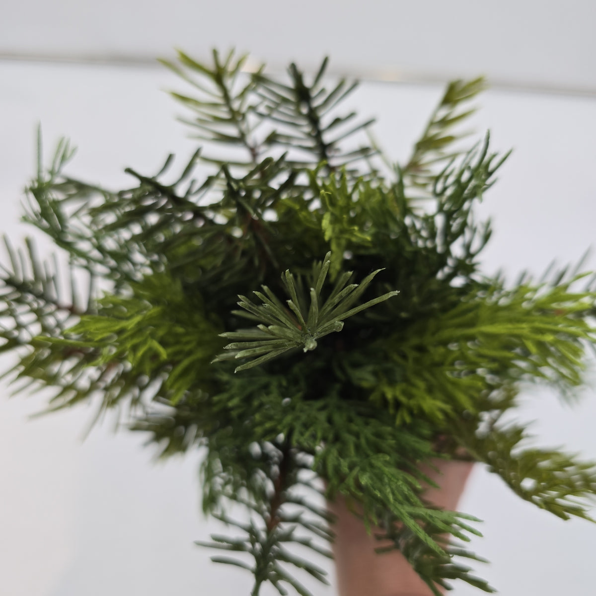 12.5&quot; Cedar/Pine Bundle--#ysc157