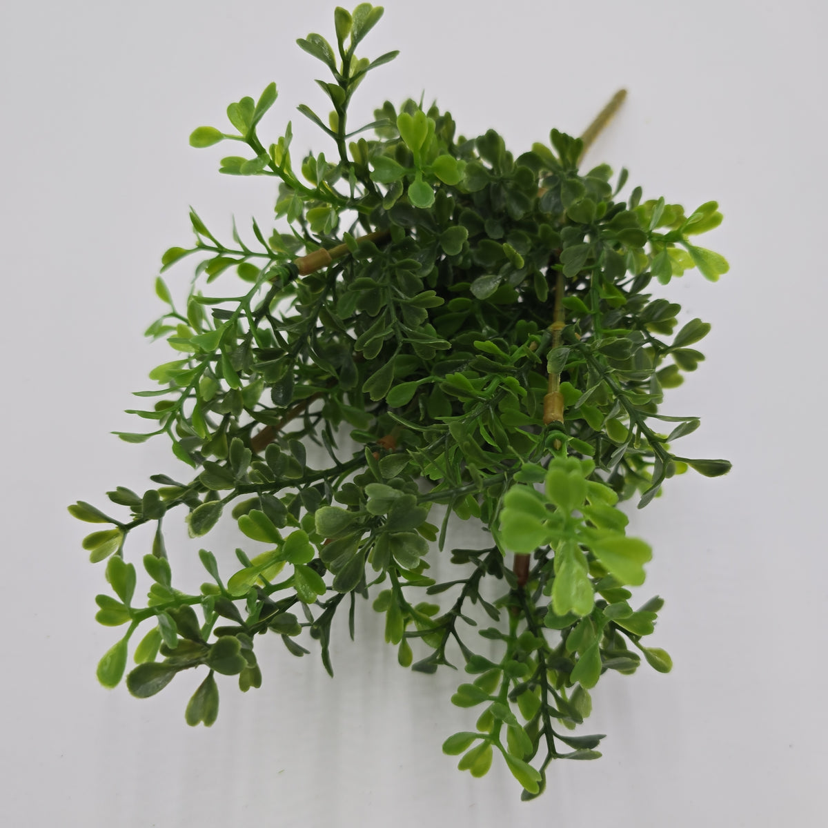 12&quot; Boxwood Spry  #pbb207