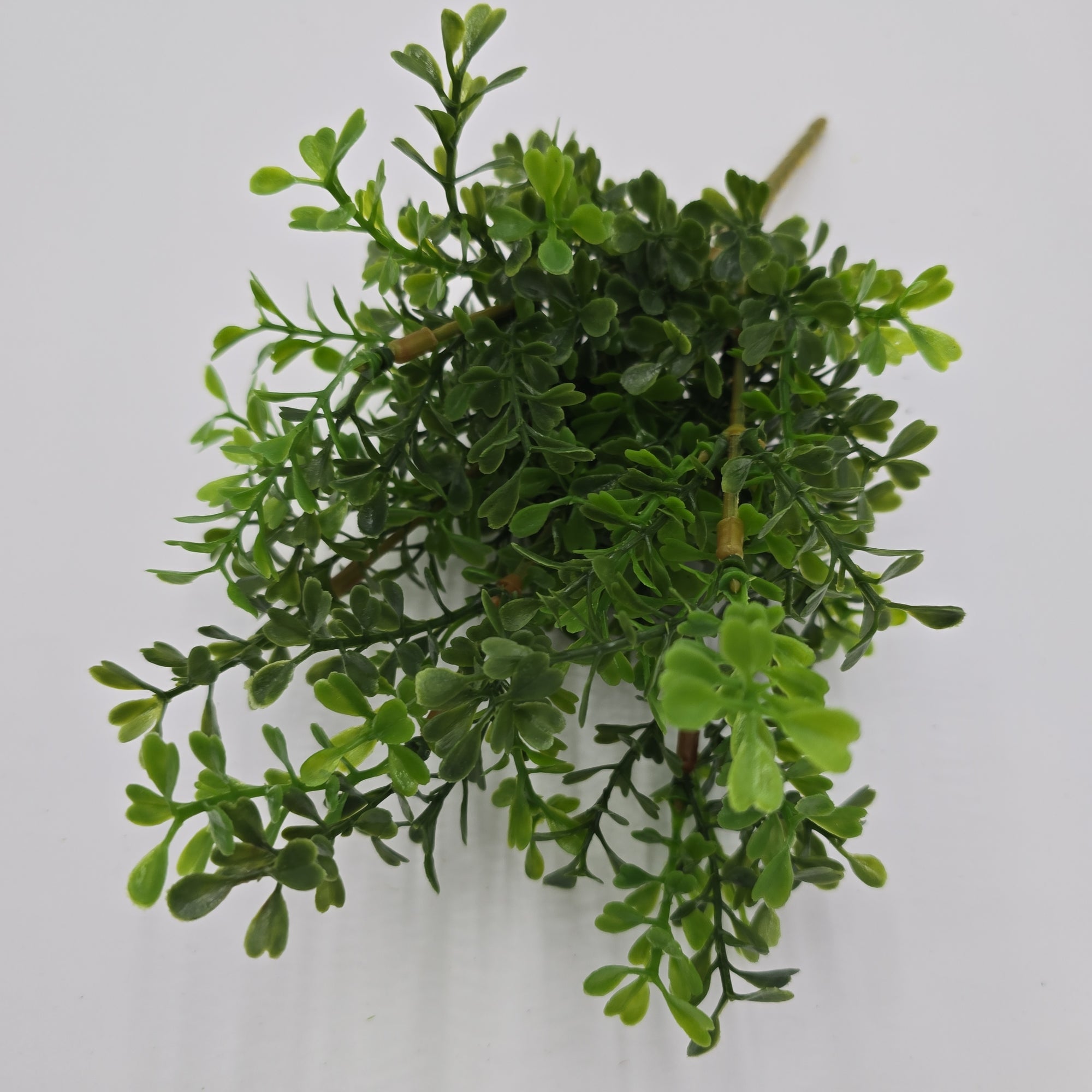 12" Boxwood Spry  #pbb207