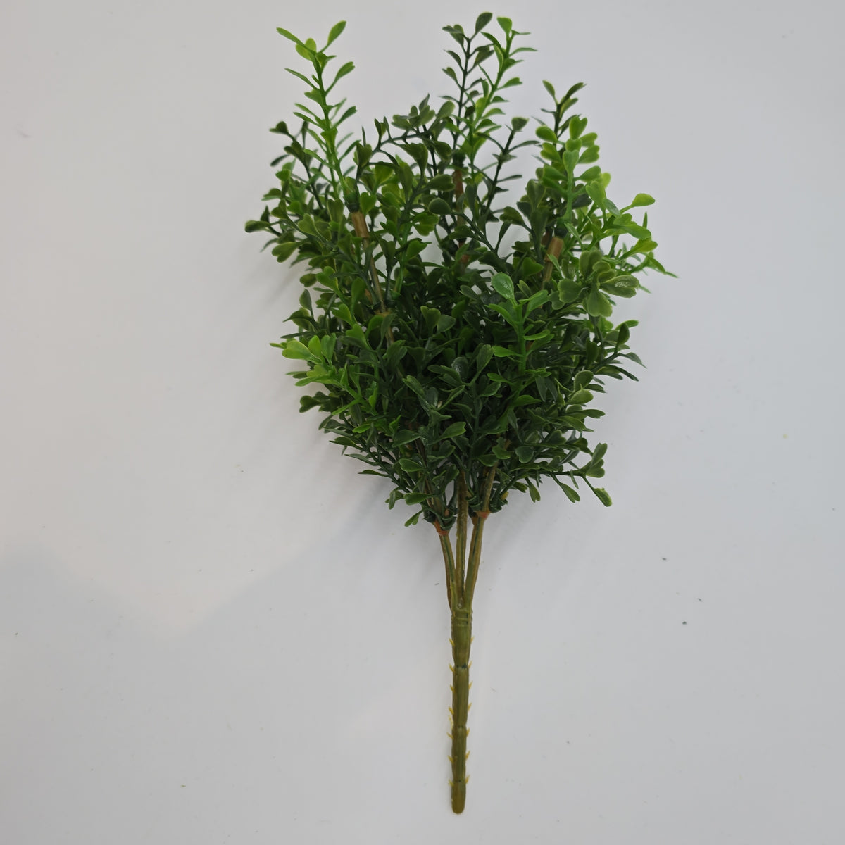 12&quot; Boxwood Spry  #pbb207