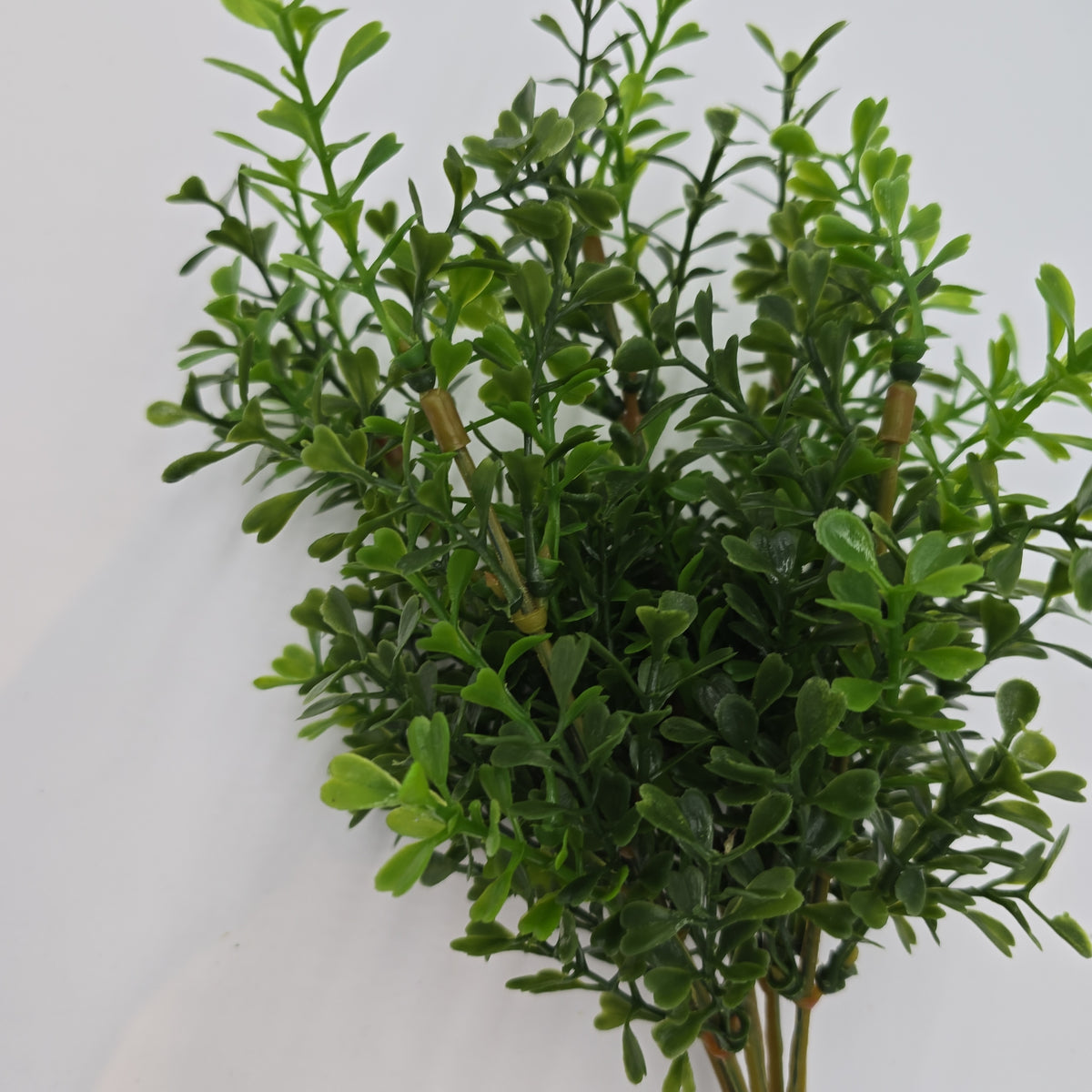12&quot; Boxwood Spry  #pbb207
