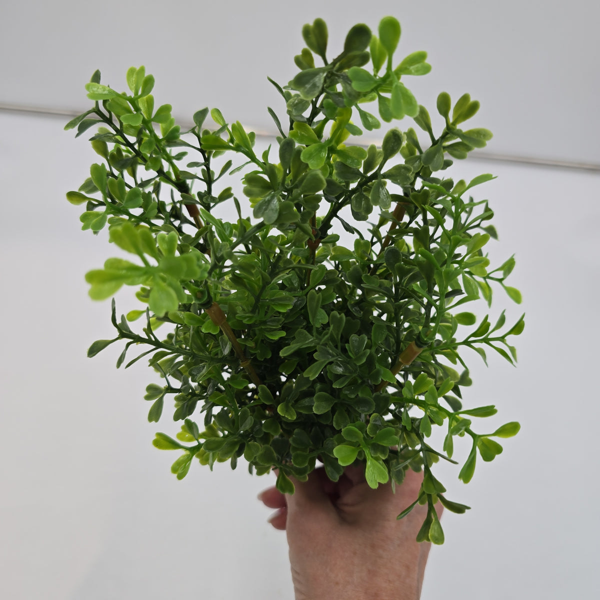 12&quot; Boxwood Spry  #pbb207