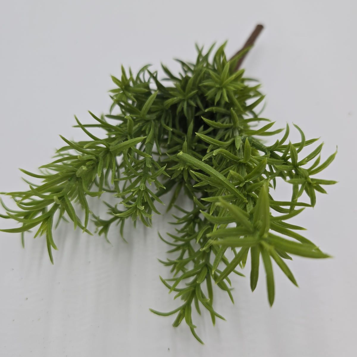 11&quot;ROSEMARY--#pbr414