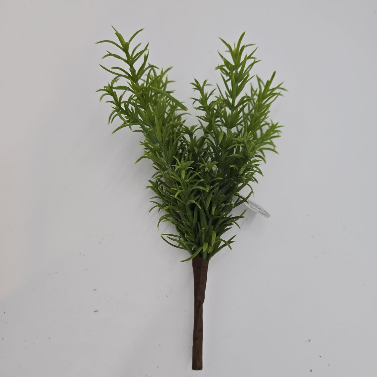 11&quot;ROSEMARY--#pbr414