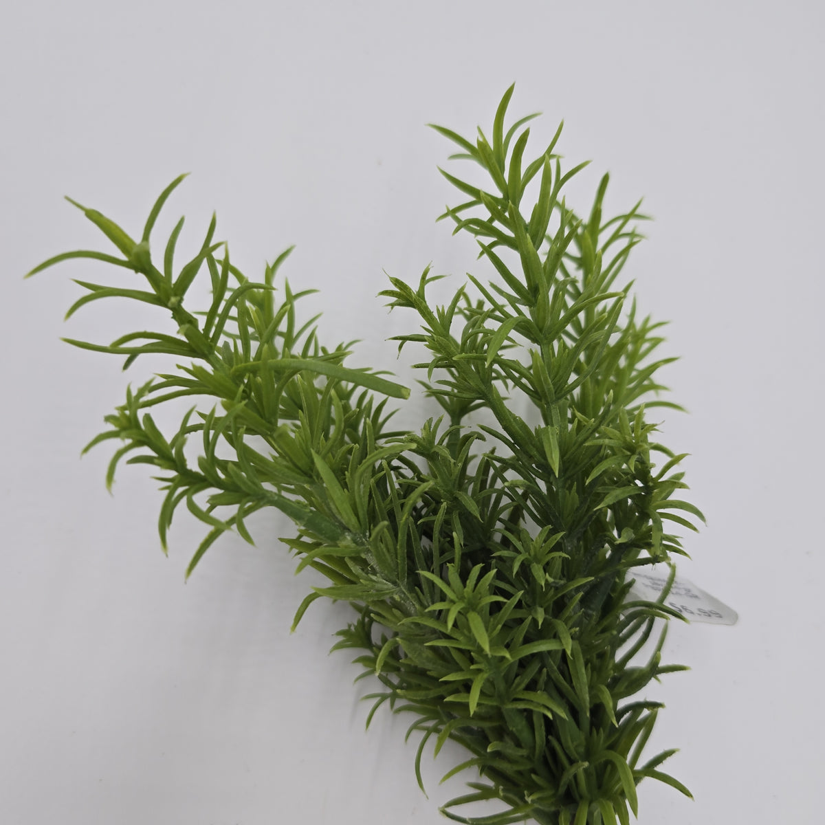 11&quot;ROSEMARY--#pbr414