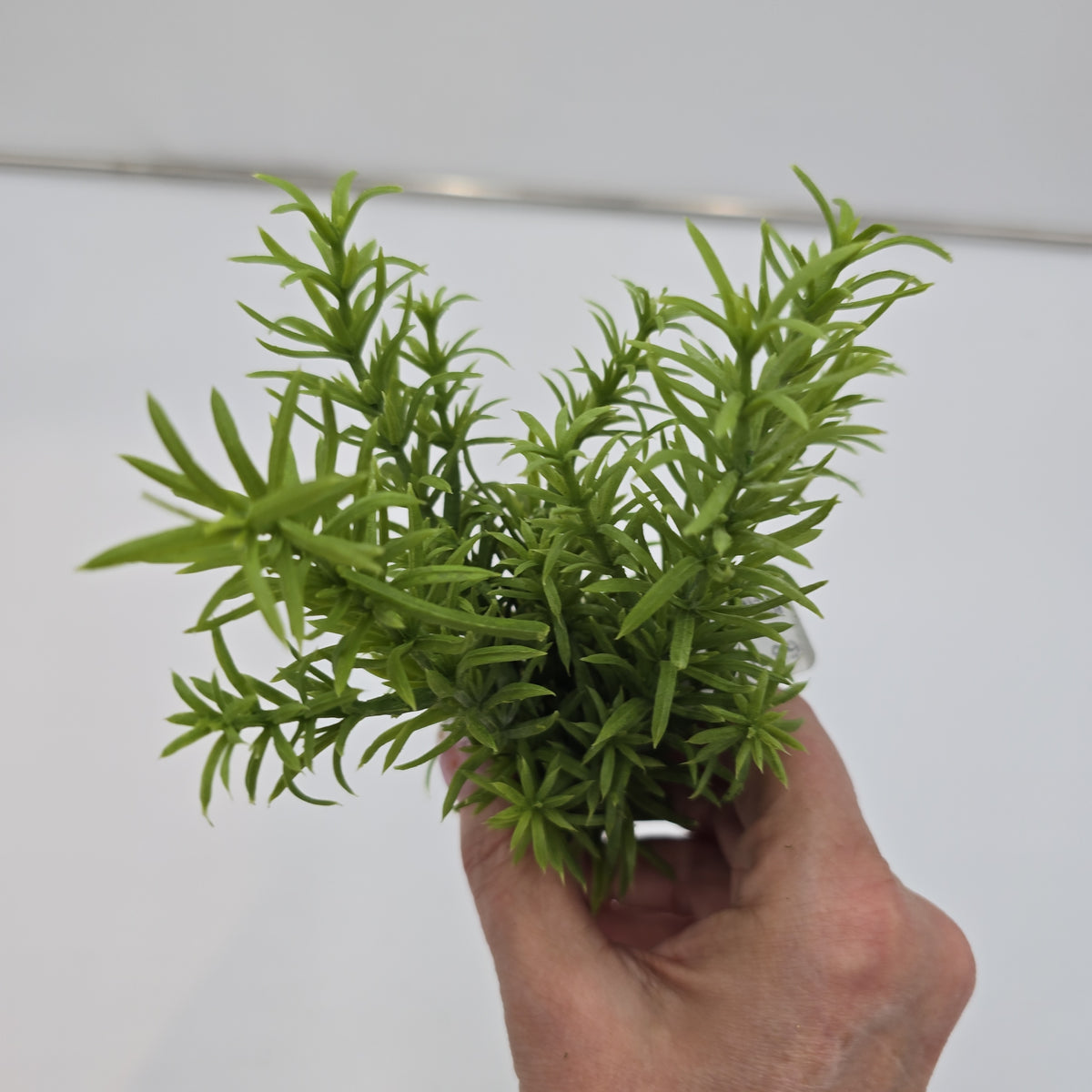 11&quot;ROSEMARY--#pbr414