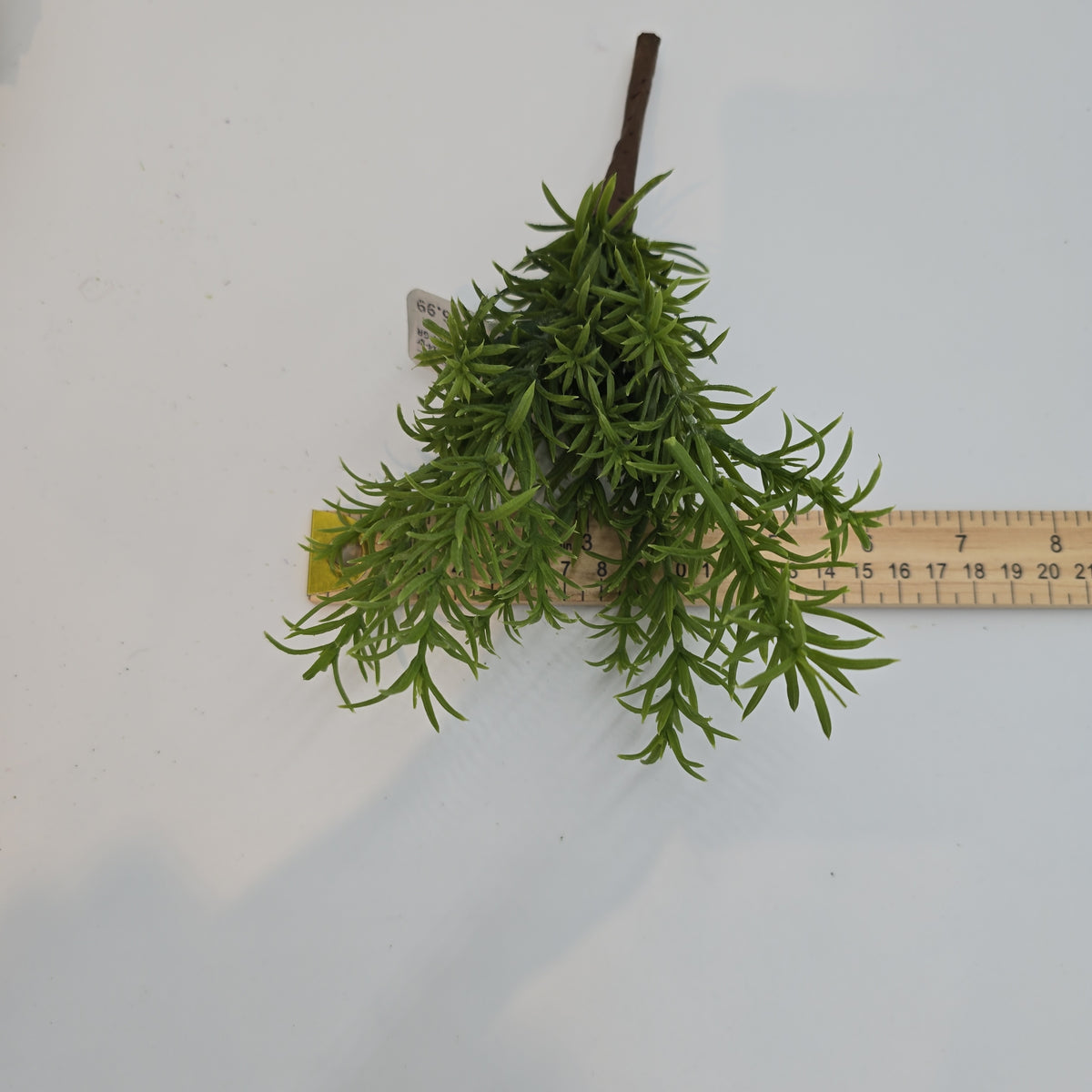 11&quot;ROSEMARY--#pbr414