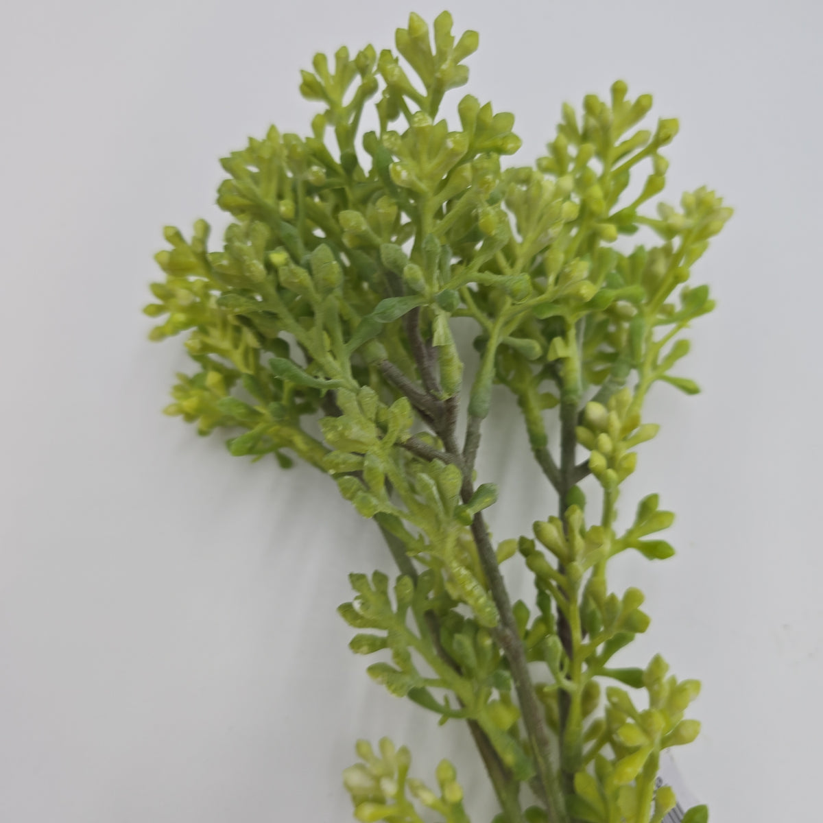 14&quot; sedum bundle--#fbs120