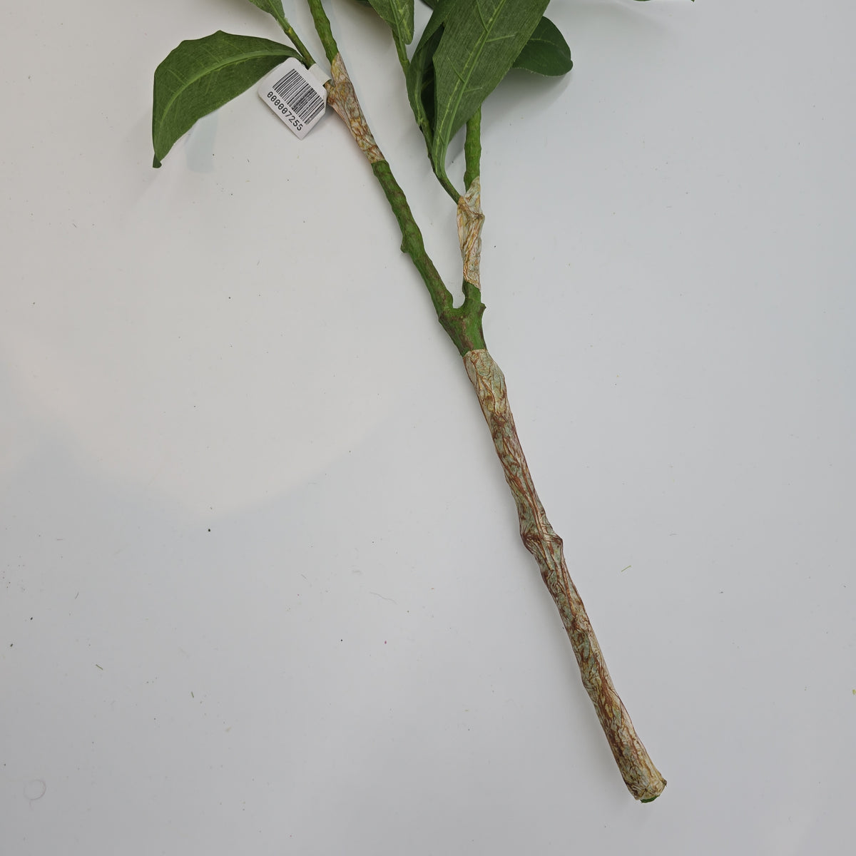 26&quot;SKIMMIA--pss128-gr/lt