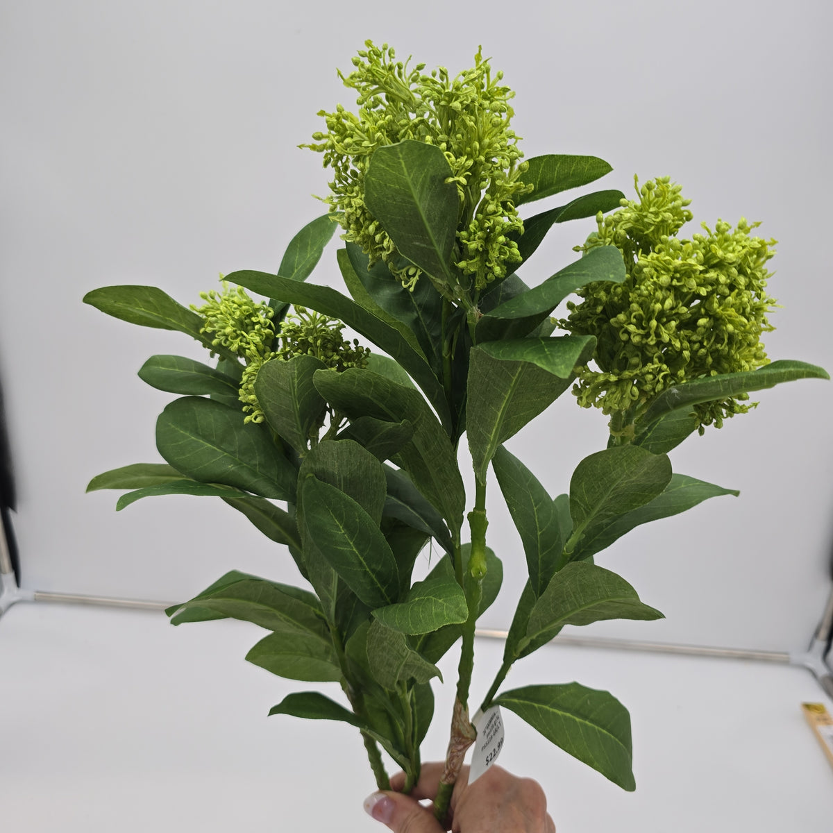 26&quot;SKIMMIA--pss128-gr/lt