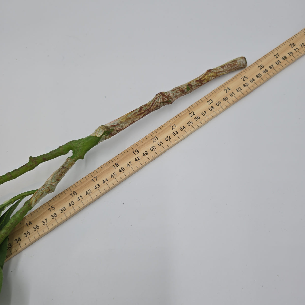 26&quot;SKIMMIA--pss128-gr/lt