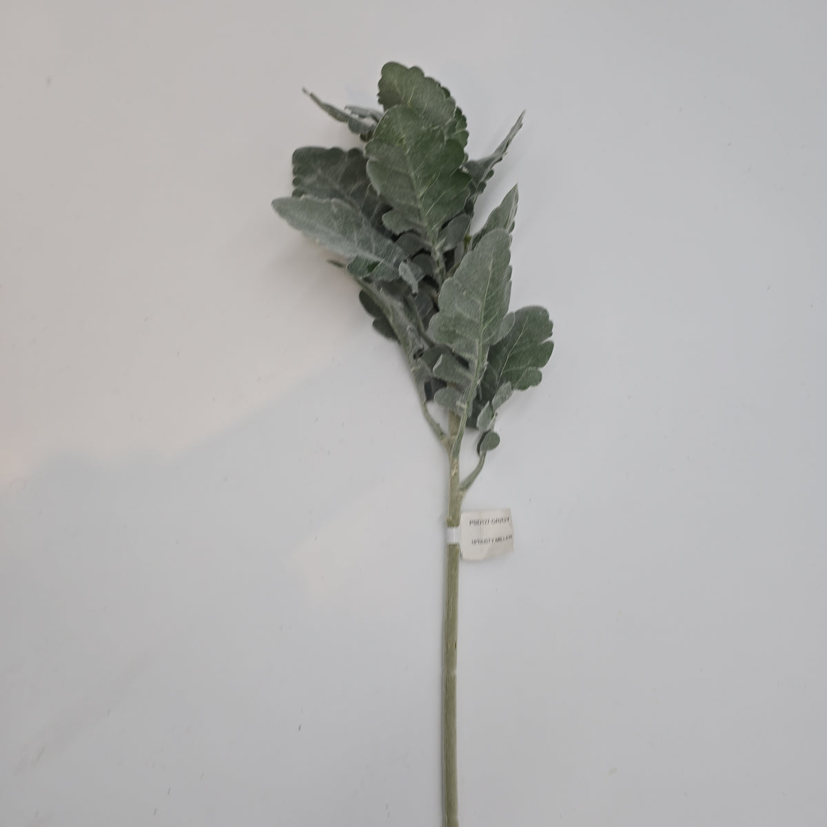 18&quot; Dusty Miller Spray--psd127--#gr/gy