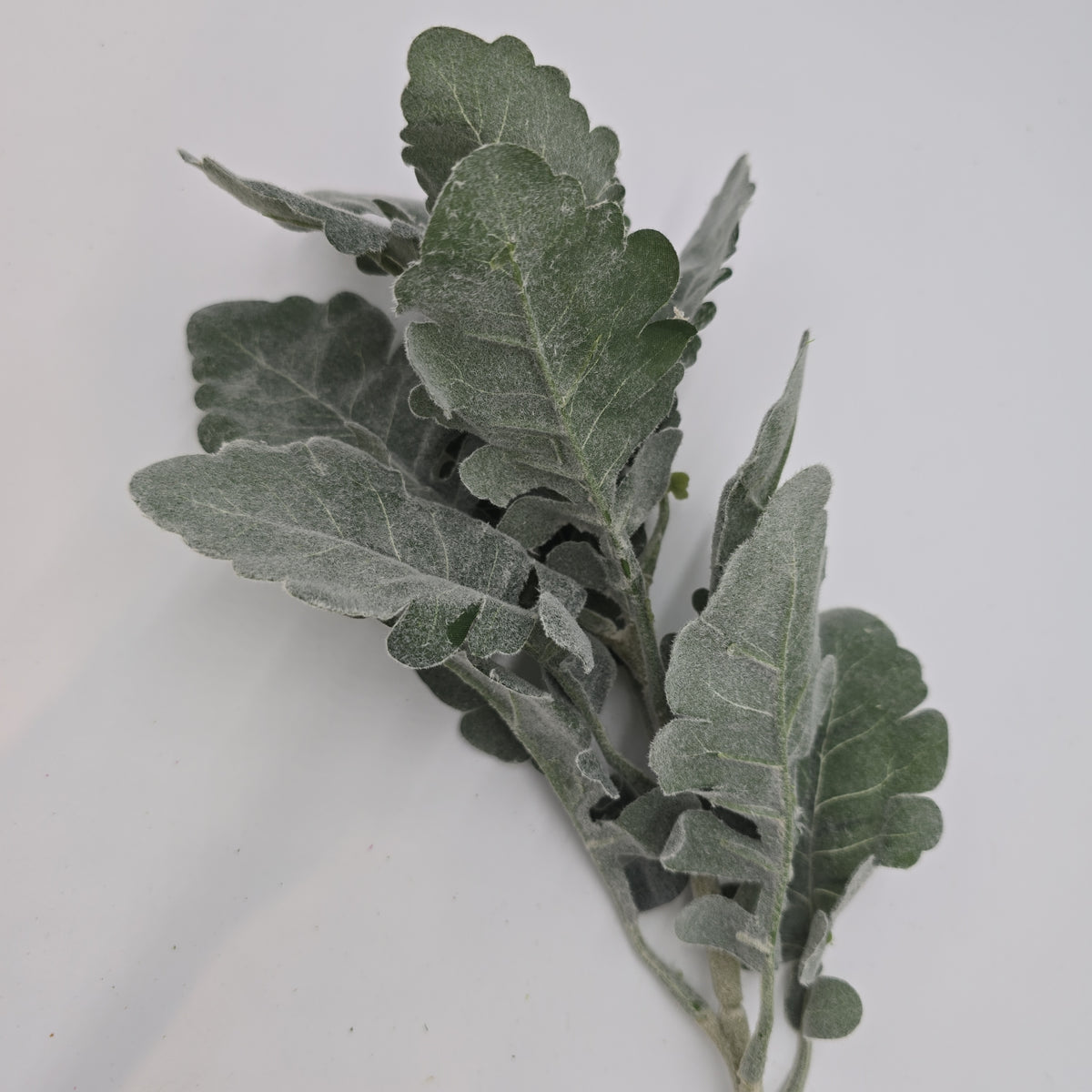 18&quot; Dusty Miller Spray--psd127--#gr/gy