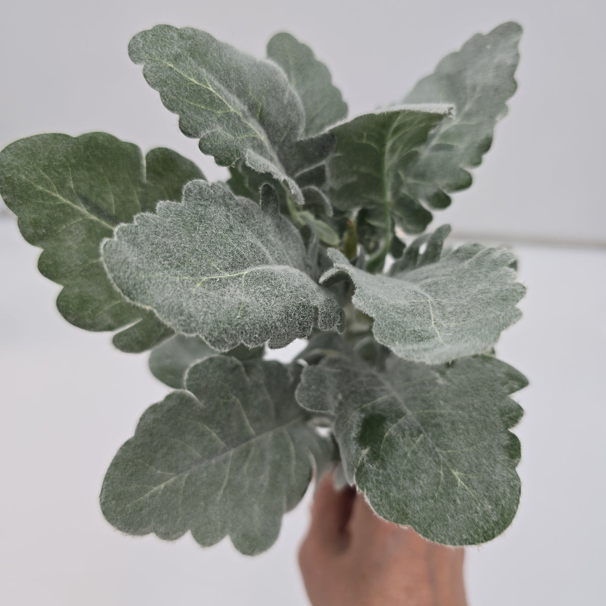 18&quot; Dusty Miller Spray--psd127--#gr/gy
