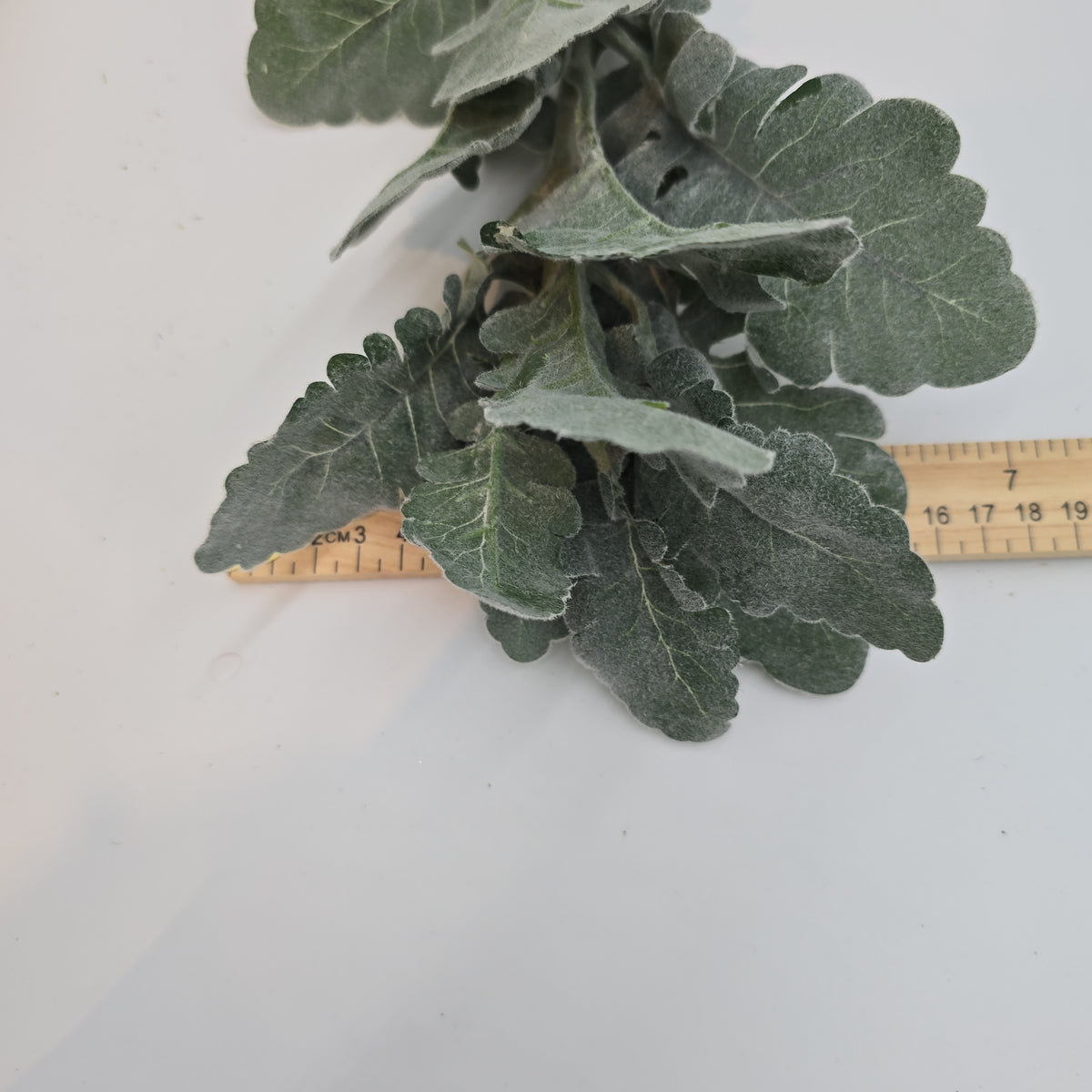 18&quot; Dusty Miller Spray--psd127--#gr/gy