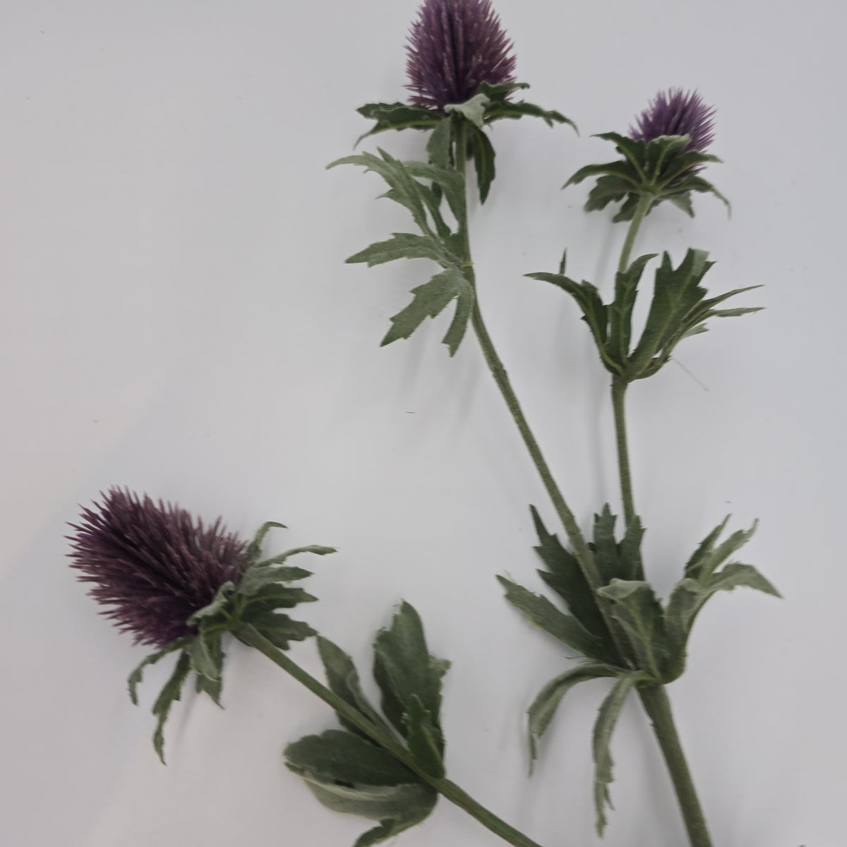 31&quot;THISTLE--fst420