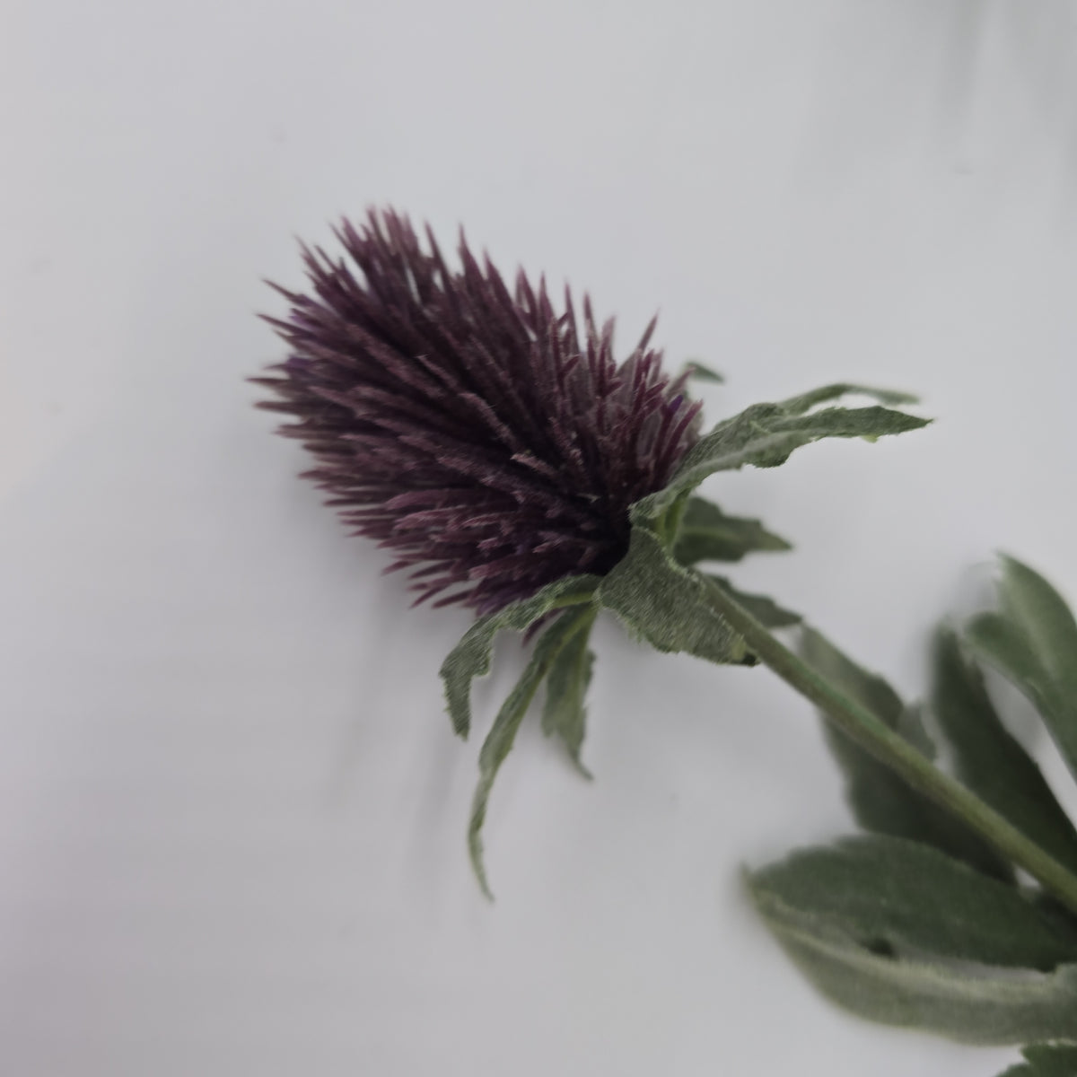 31&quot;THISTLE--fst420