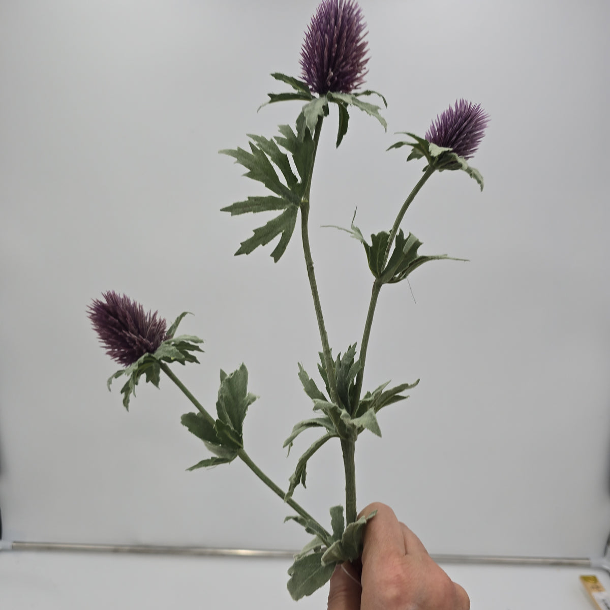 31&quot;THISTLE--fst420