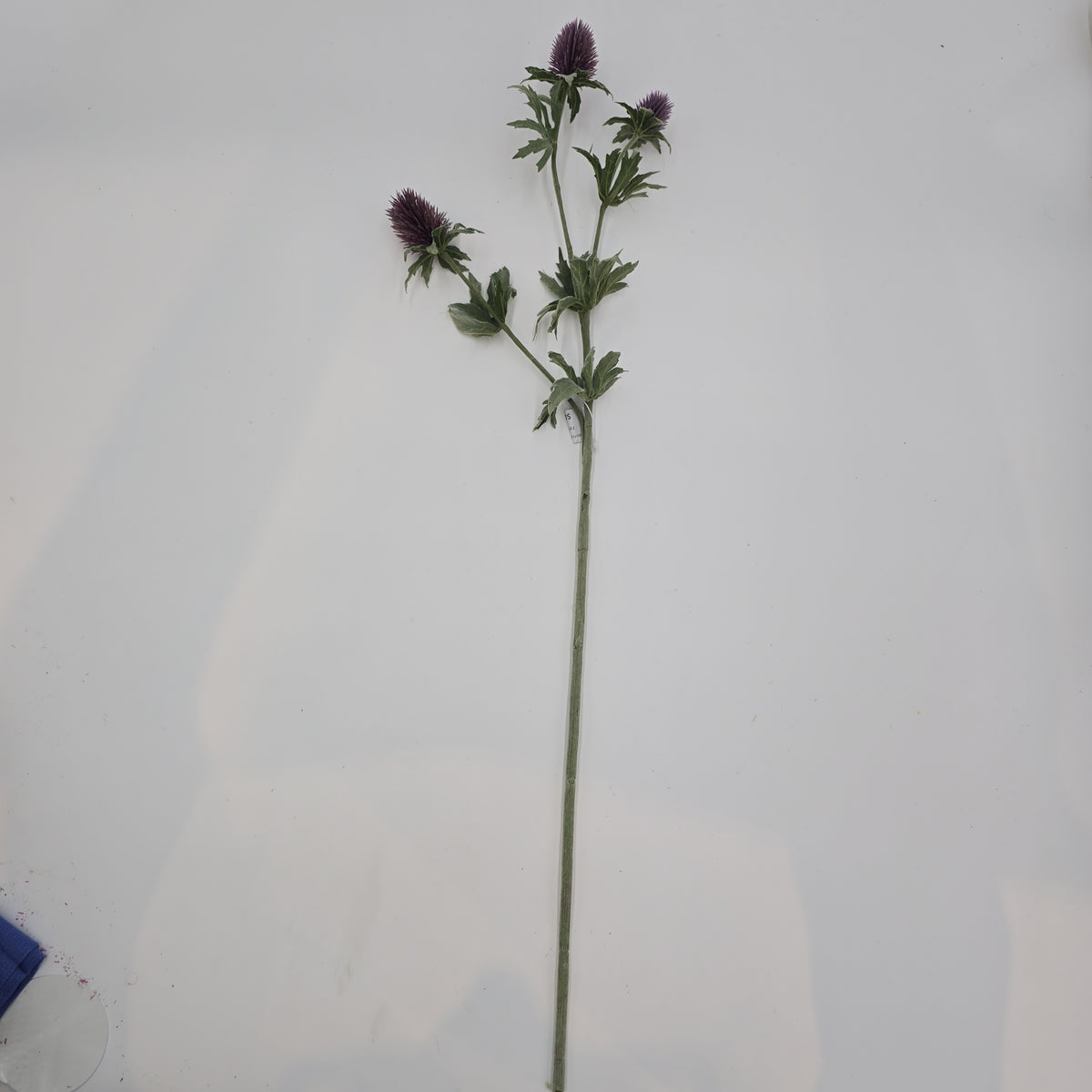 31&quot;THISTLE--fst420