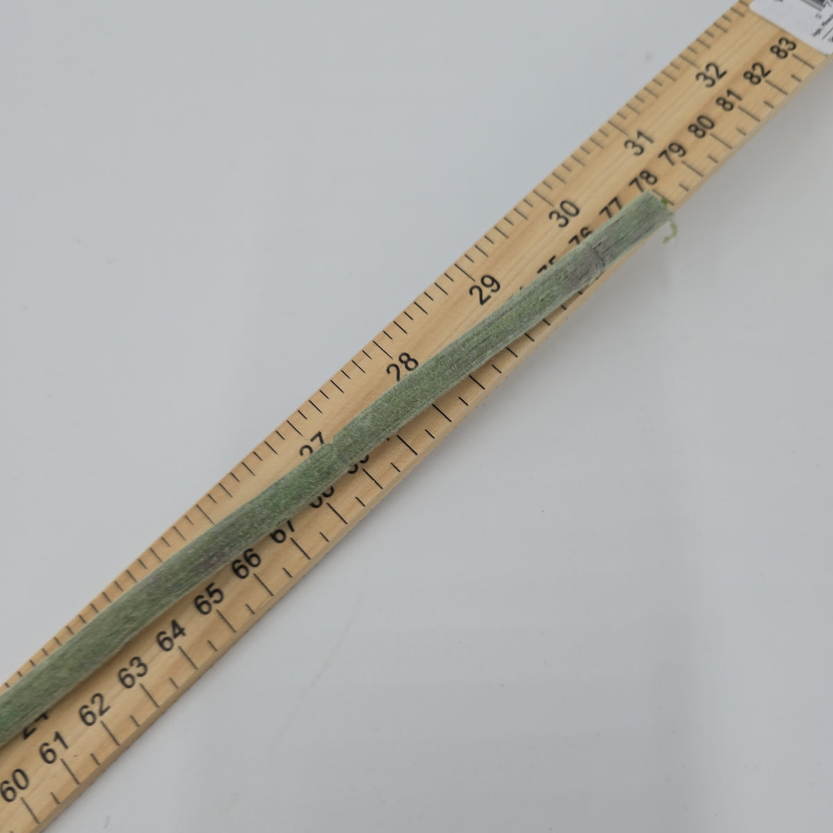 31&quot;THISTLE--fst420