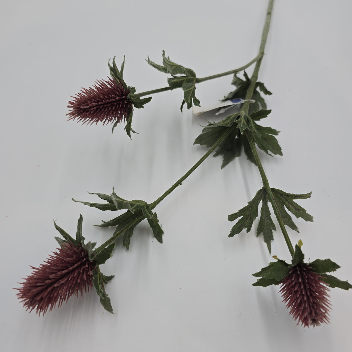 31&quot;THISTLE--fst420