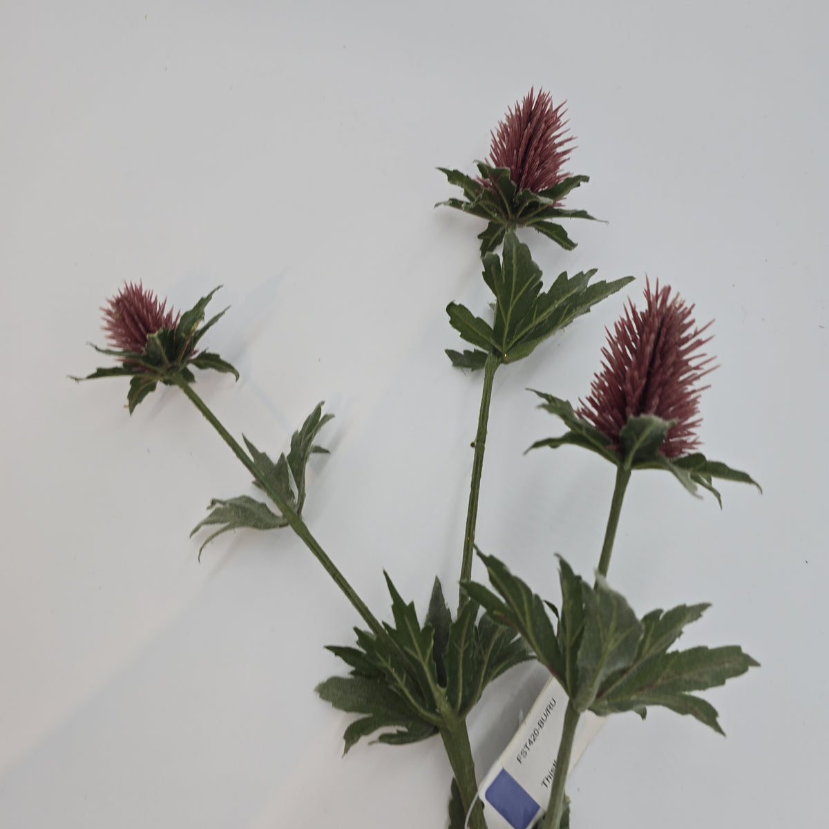 31&quot;THISTLE--fst420