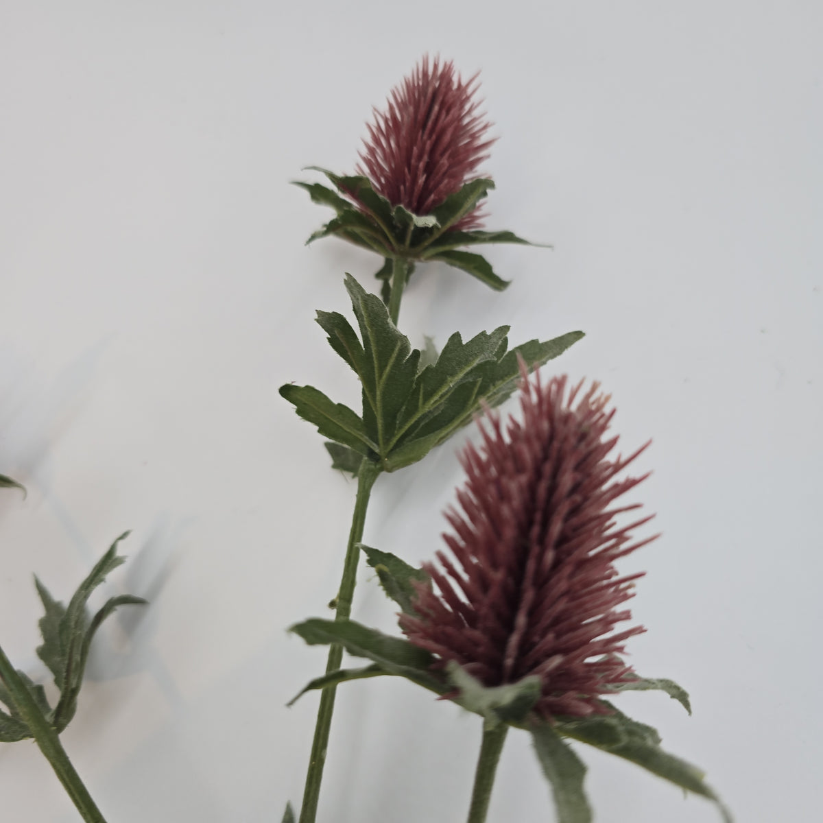 31&quot;THISTLE--fst420