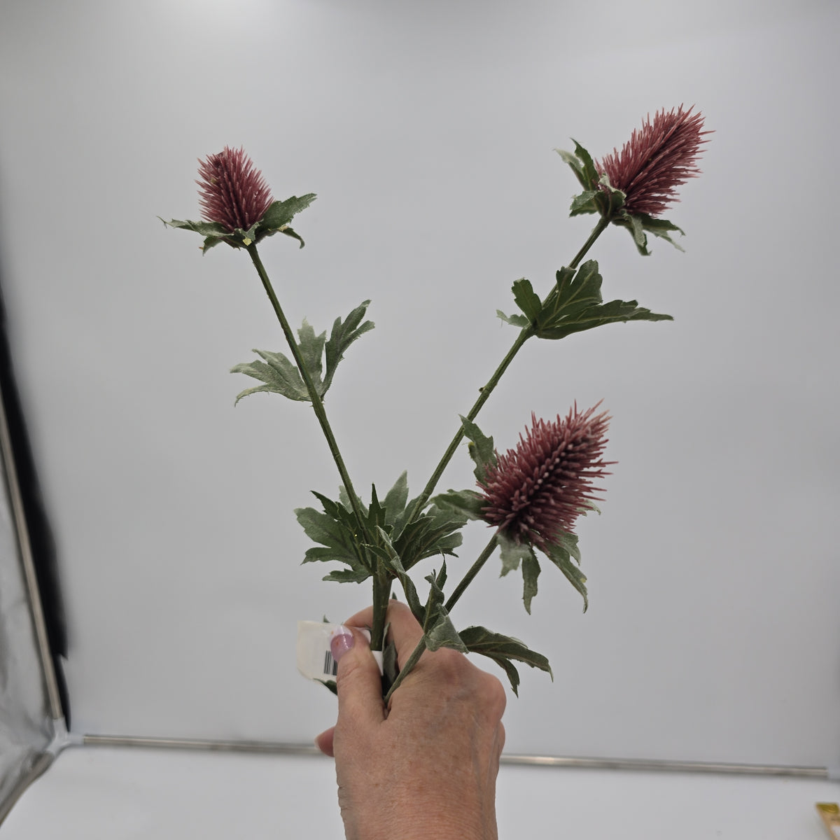 31&quot;THISTLE--fst420