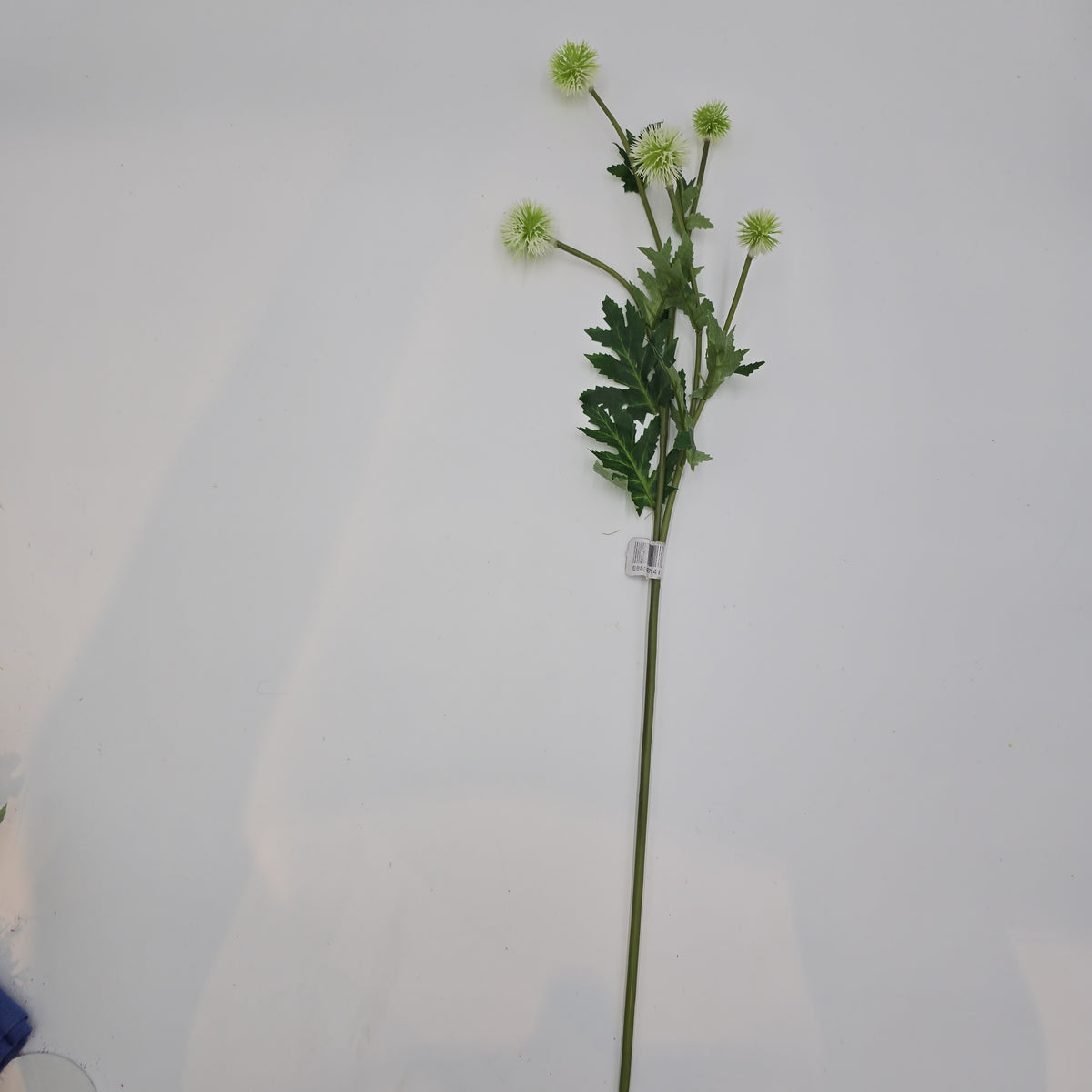 28.3&quot;GLOBE THISTLE--fst328