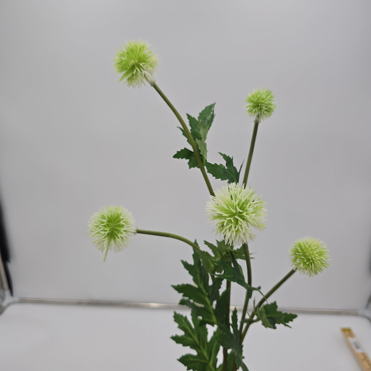 28.3&quot;GLOBE THISTLE--fst328