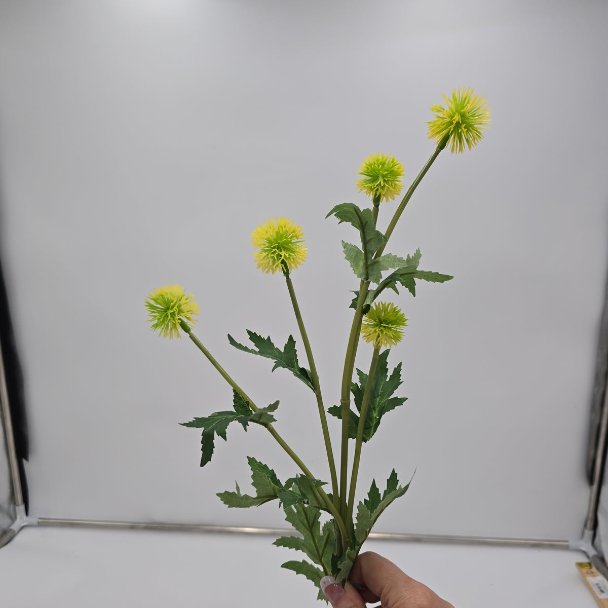 28.3&quot;GLOBE THISTLE--fst328