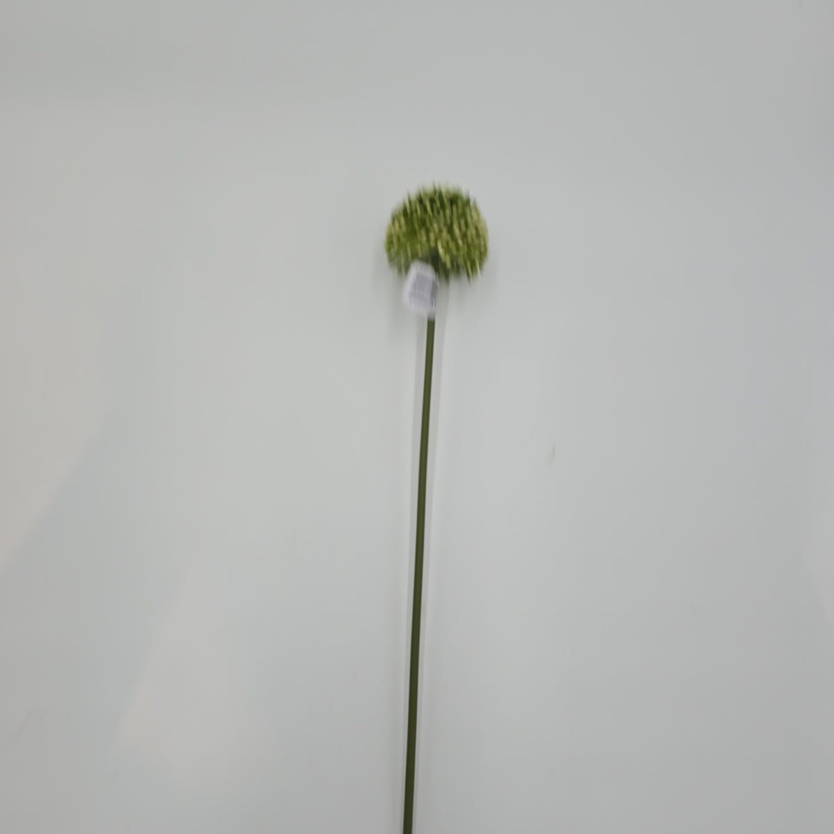 17.5&quot;ALLIUM--fsa141-cr/gr