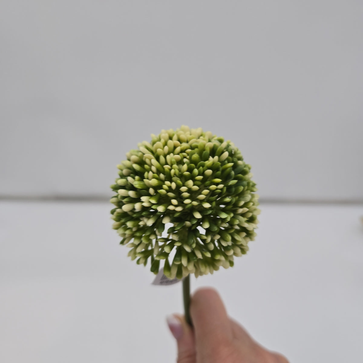 17.5&quot;ALLIUM--fsa141-cr/gr