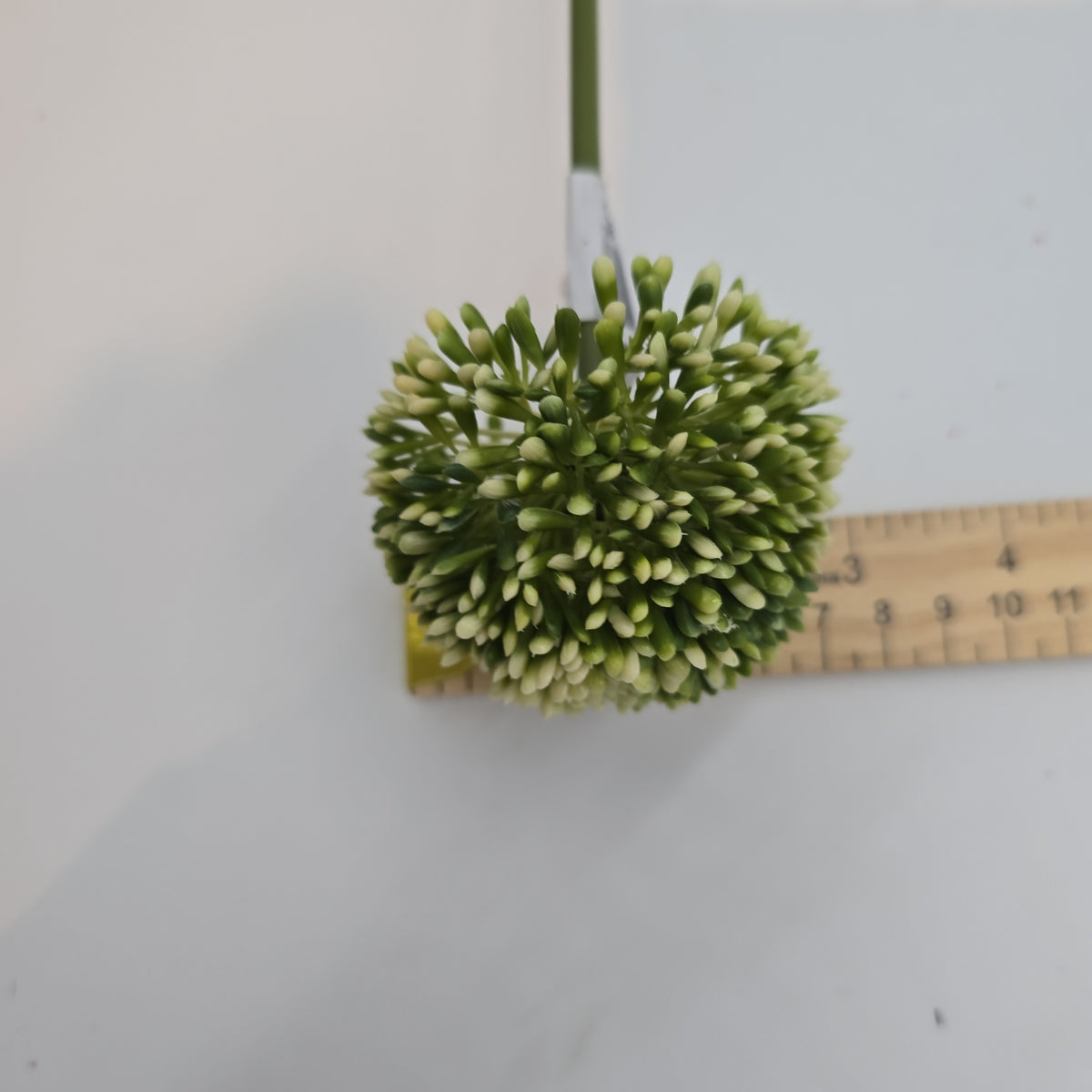 17.5&quot;ALLIUM--fsa141-cr/gr