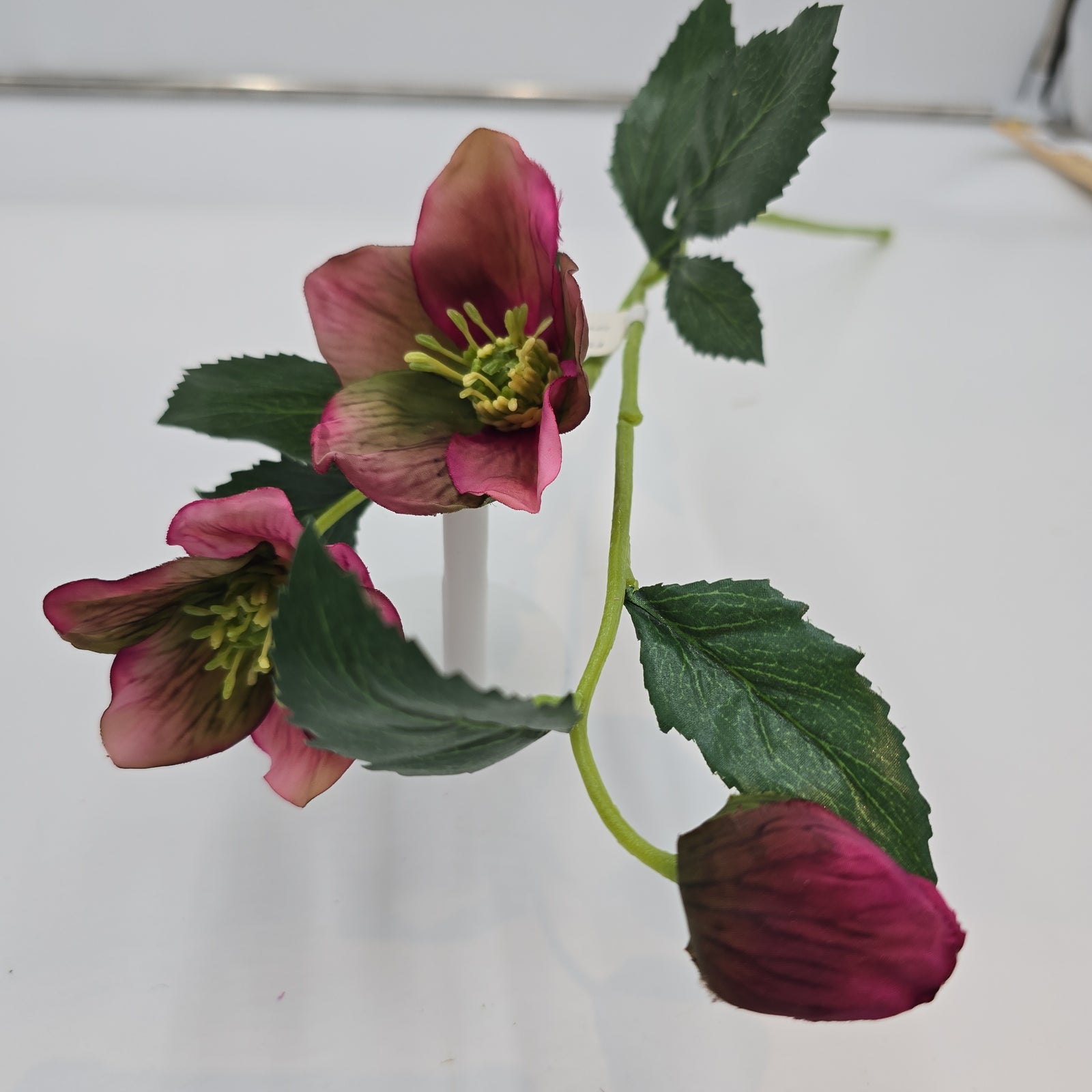 22"HELLEBORUS--fsh321