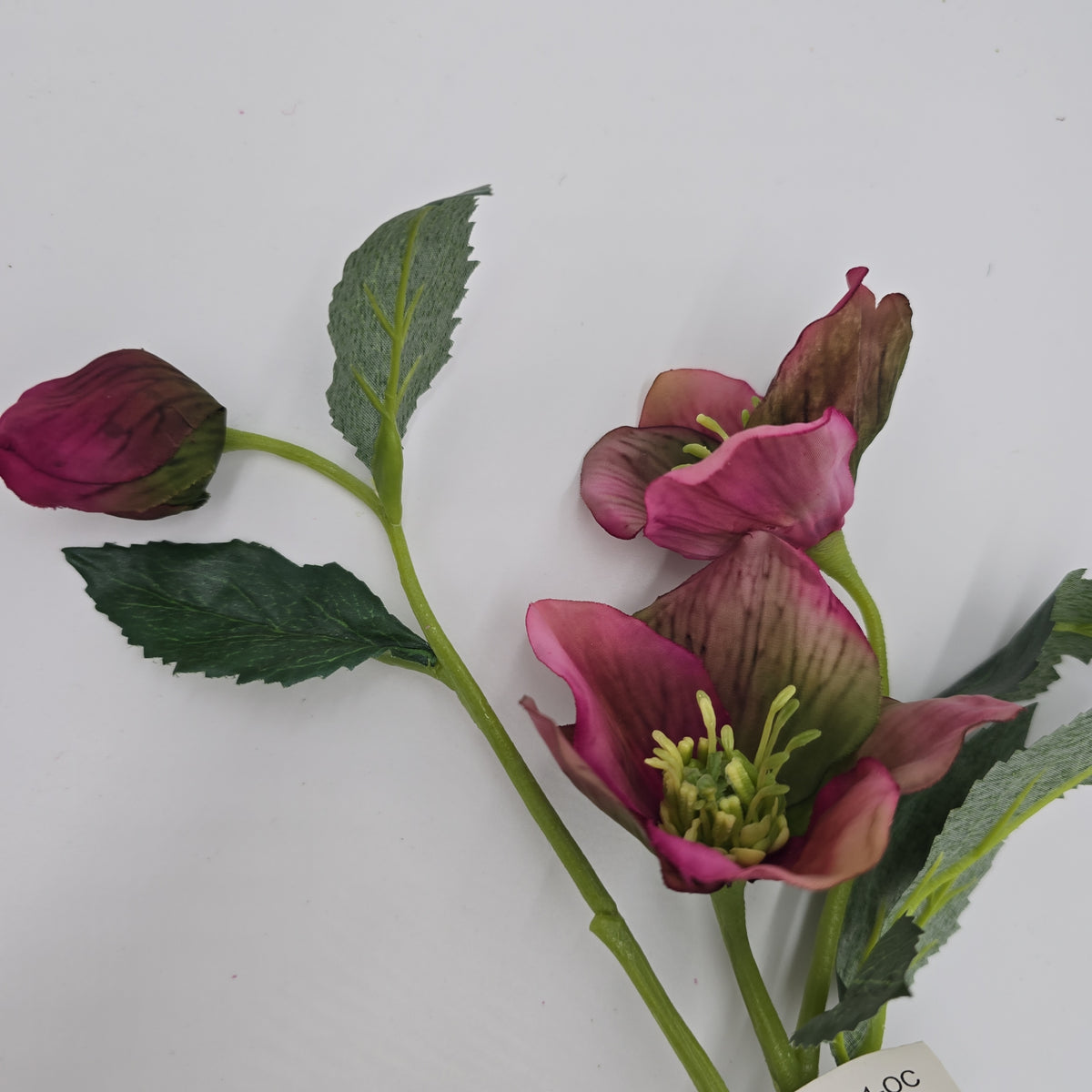 22&quot;HELLEBORUS--fsh321