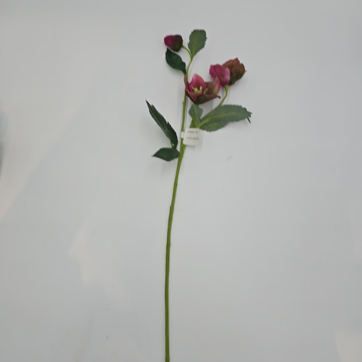 22&quot;HELLEBORUS--fsh321